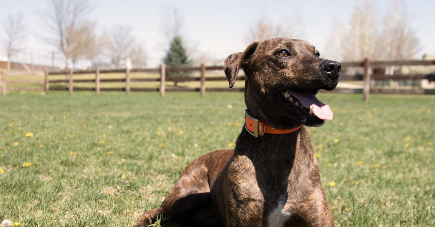 Happy dog outside in yard wearing dog training collar