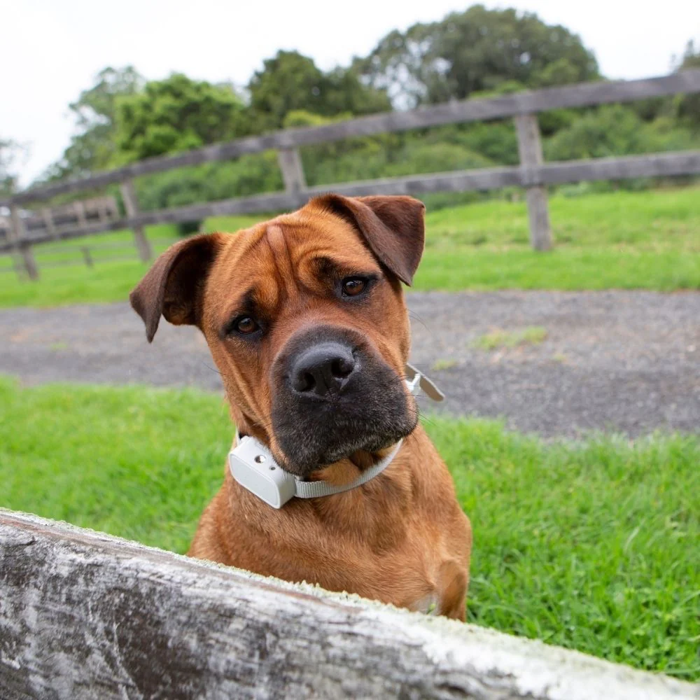 Barktec Rechargeable Citronella Spray Collar for 2 Dogs Aetertek New Zealand
